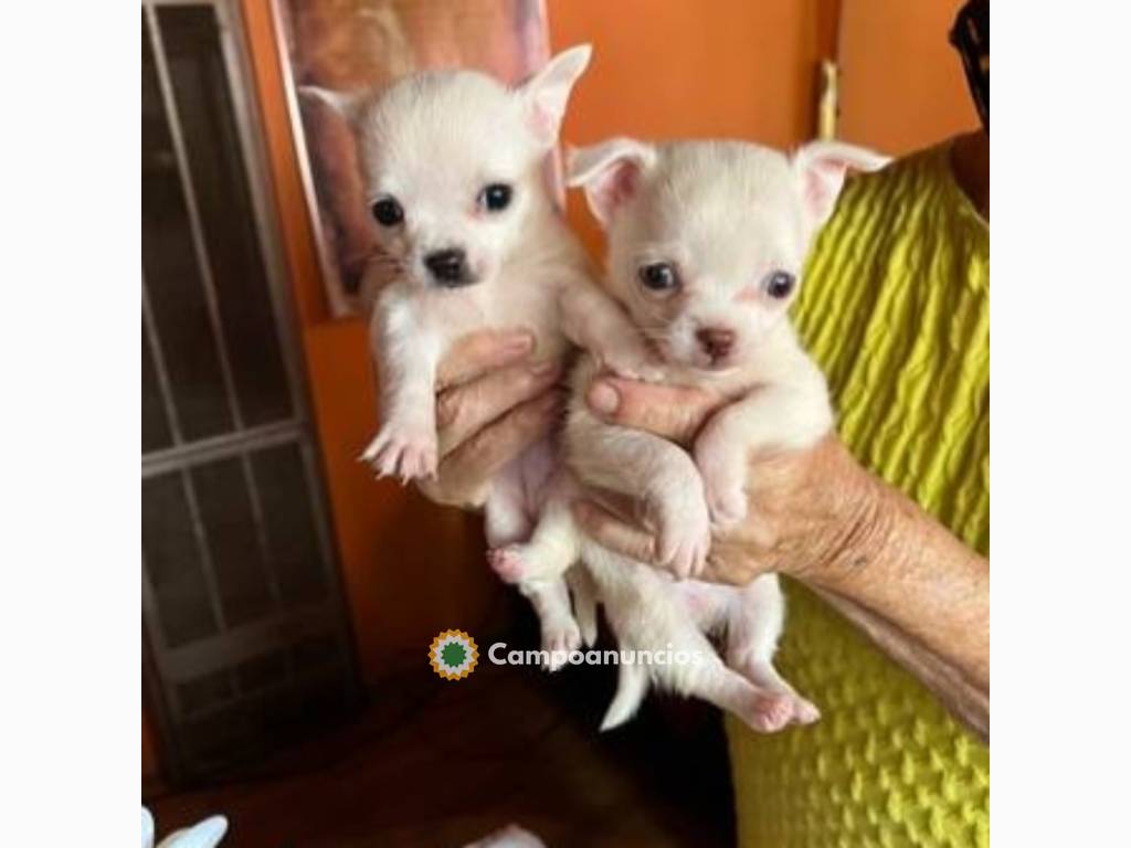 REgalo chihuahua mini toy cachorros  en Ourense