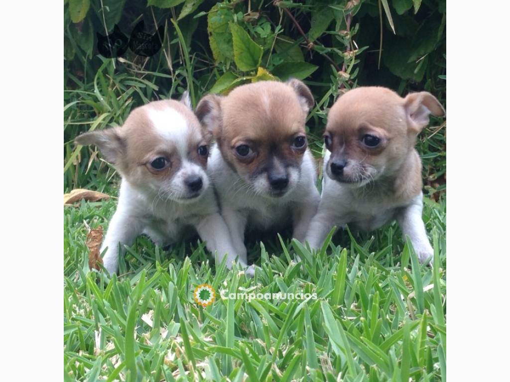 REgalo chihuahua mini toy cachorros what en Ourense