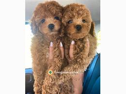 REGALO DE CACHORRO CANICHE TOY 