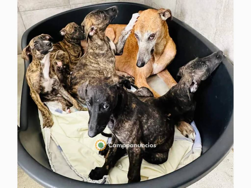 Regalo Galgos – Adopción Responsable en Barcelona
