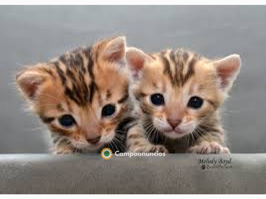 Regalo Gatitos Bengalas y siberianos en Madrid