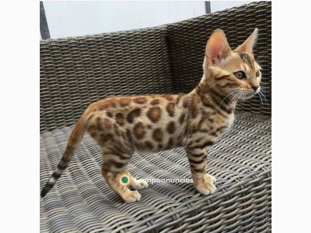Regalo Gatitos BengalaWhatpp,623727736 en Teruel