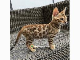 Regalo Gatitos BengalaWhatpp,623727736