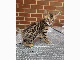 Regalo Gatitos de Bengala lindo