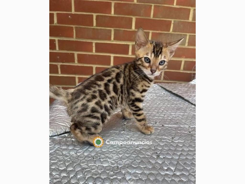 Regalo Gatitos de Bengala lindo