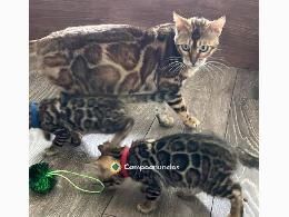 Regalo Gatitos de Bengala lindo