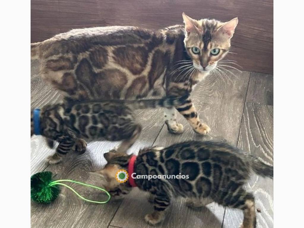 Regalo Gatitos de Bengala lindo