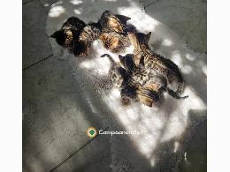 Regalo Gatitos de Bengala lindo,