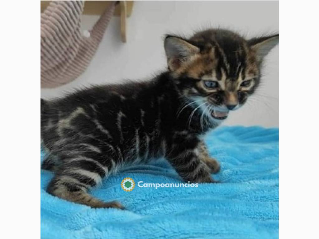 Regalo gatitos de BENGALI en adopcion en Ourense