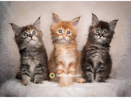 Regalo Gatitos Maine Coon