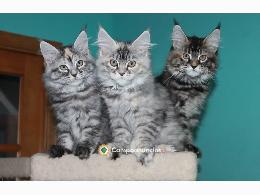 Regalo Gatitos Maine Coon  Gratis