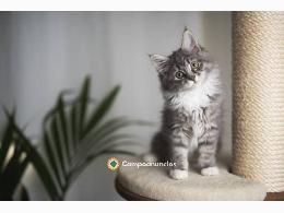 Regalo Gatitos Maine Coon Gratis