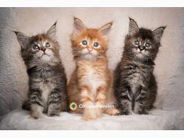 Regalo Gatitos Maine Coon Gratis