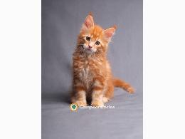Regalo Gatitos Maine Coon Gratis