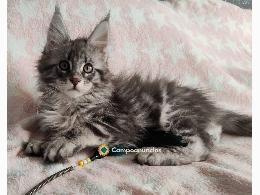 Regalo Gatitos Maine Coon Para adopcion