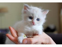 Regalo Gatitos Persa whatapps.,623727736