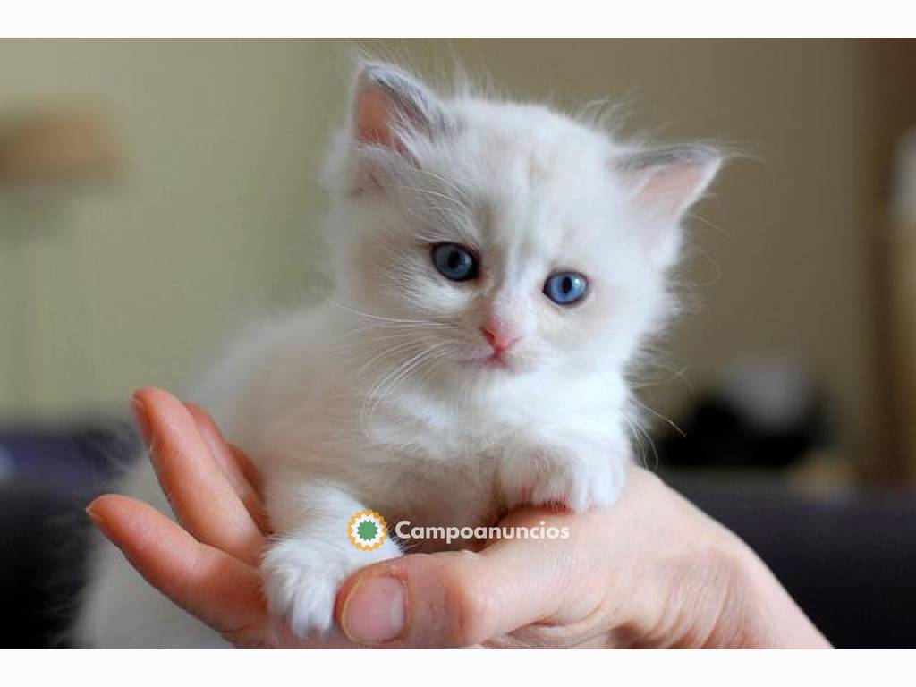 Regalo Gatitos Persa whatapps.,623727736 en Almería