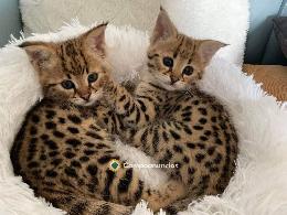 Regalo Gatitos Savannah Para Adopcion