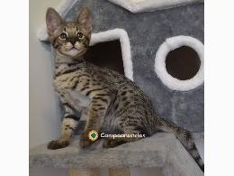 Regalo Gatitos Savannah Para Adopcion