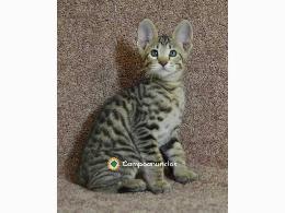 Regalo Gatitos Savannah Para Adopcion