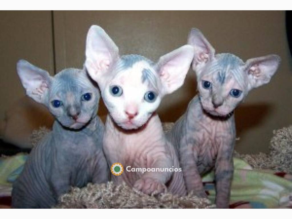 REGALO GATITOS SPHYNX SIN PELO  en Ourense