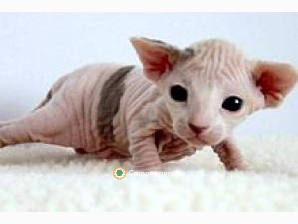 Regalo Gatitos  Sphynx whatapp 623727736 en Segovia