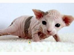 Regalo Gatitos  Sphynx whatapp 623727736