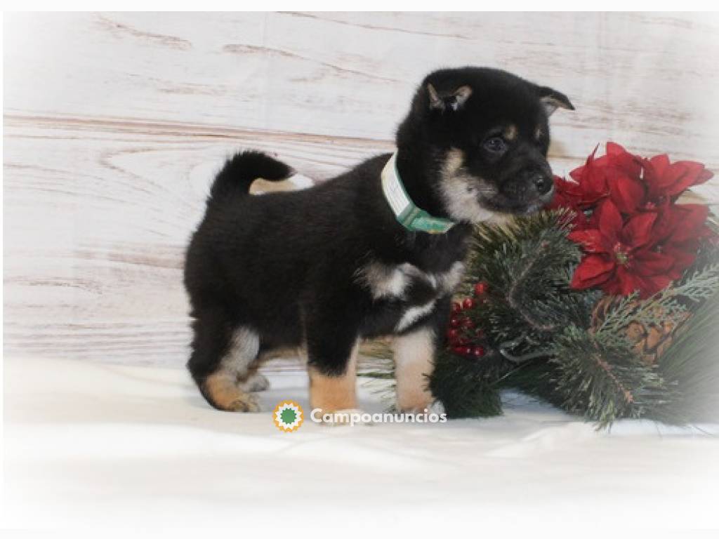 REGALO HERMOSA SHIBA INU CACHORROS  en Huesca