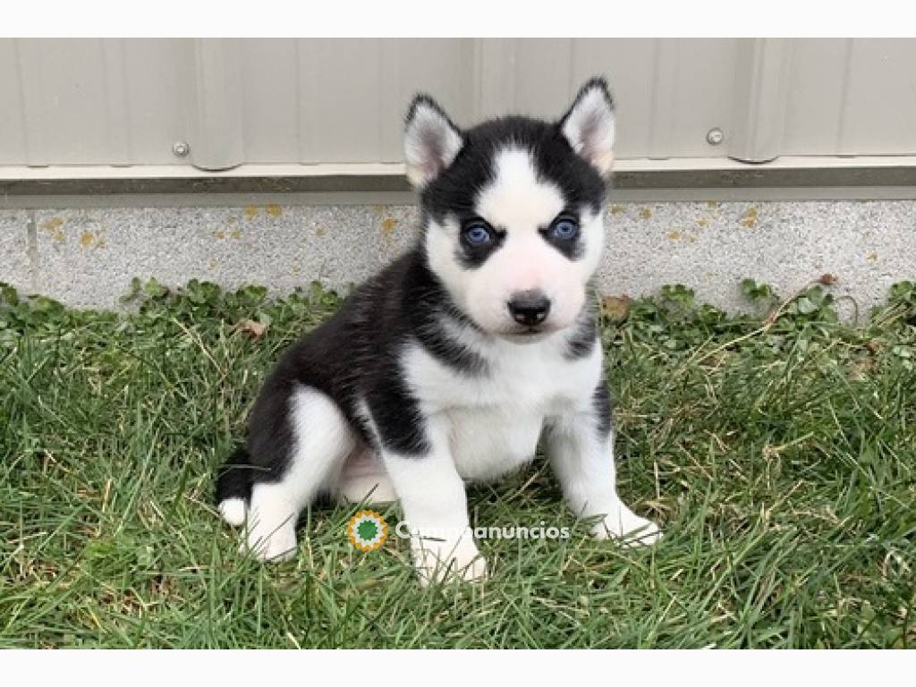  Regalo hermoso husky siberiano mi whats en Toledo