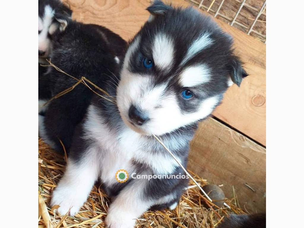  Regalo hermoso husky siberiano mi whats en Huesca