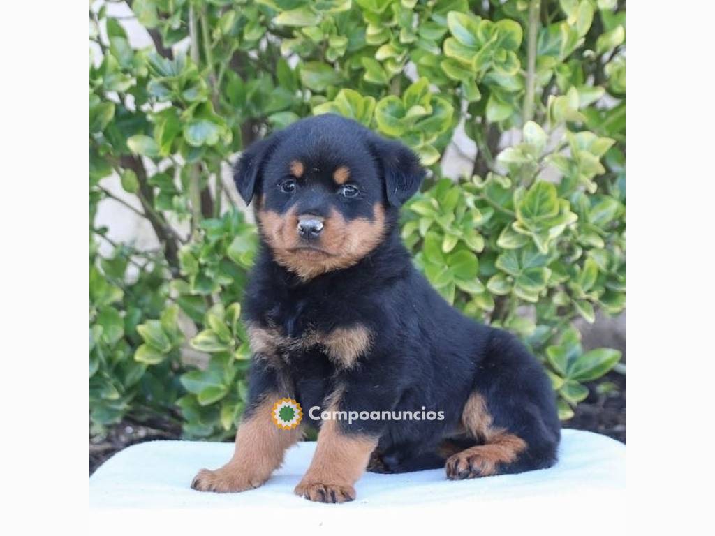   Regalo hermoso Rottweilers cachorros m en Toledo