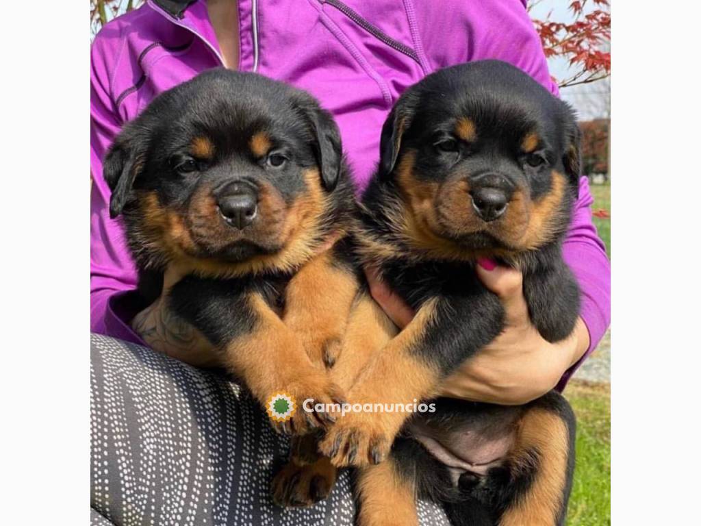 Regalo hermoso Rottweilers cachorros mi  en Barcelona