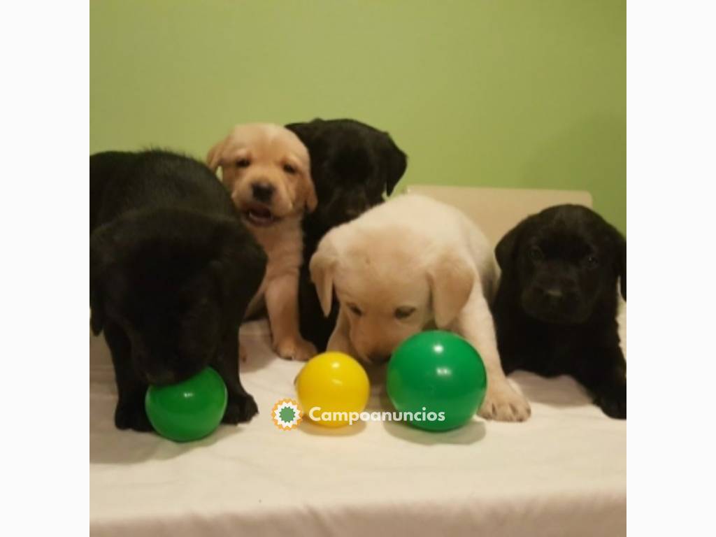 REGALO HERMOSOS LABRADOR RETRIEVER  en Ourense