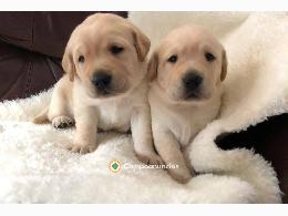 Regalo Labrador disponibles para adopció