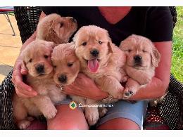 REGALO LABRADOR Y GOLDEN RETRIEVERS