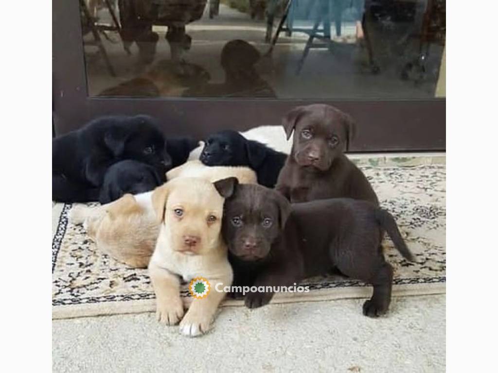  Regalo labradores retriever cachorros m en Huesca