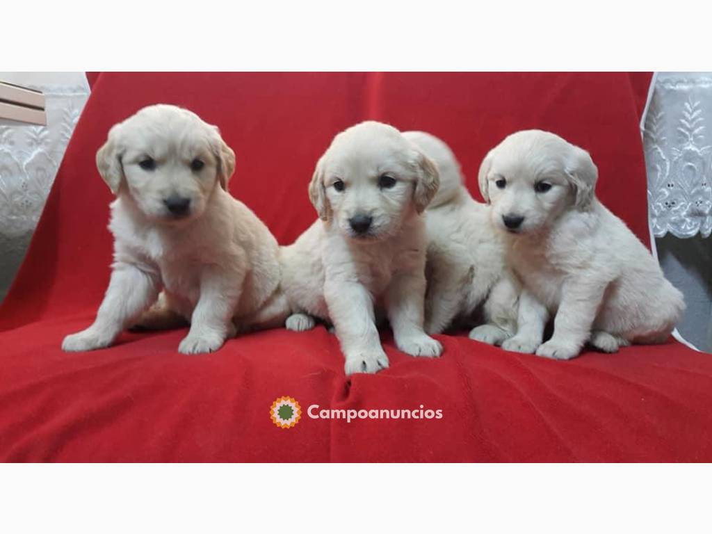 Regalo Labradores whAtsapp +34631529689 en Huesca