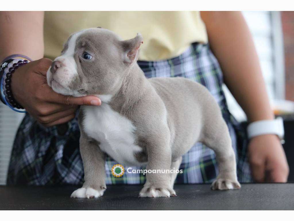  Regalo lindo american bully mi  whatsap en Ourense