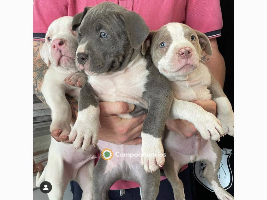  Regalo lindo american bully mi  whatsap en Tenerife