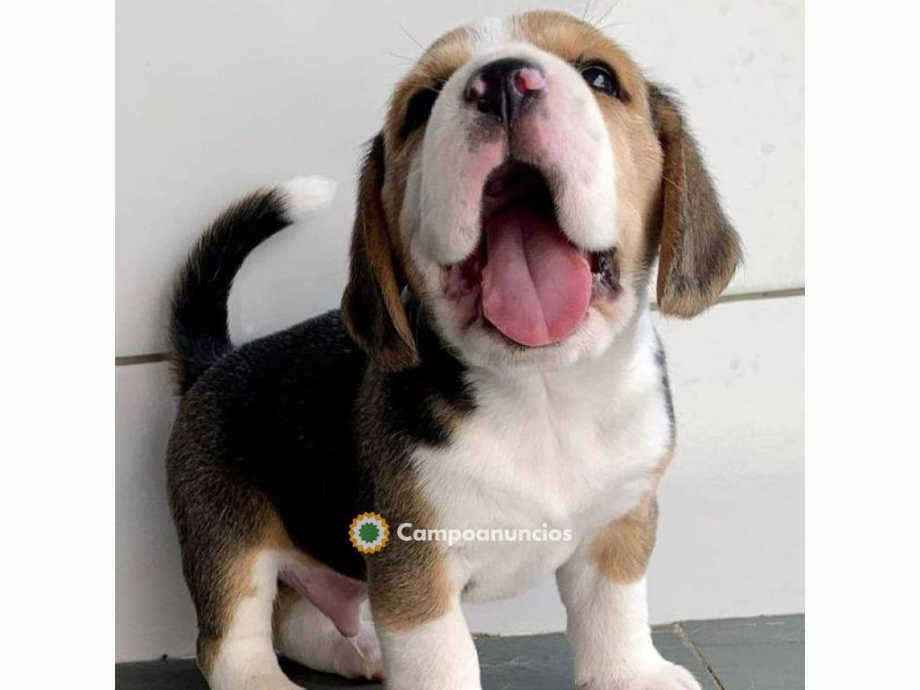  Regalo lindo BEAGLE cachorros mi whatsa en Madrid