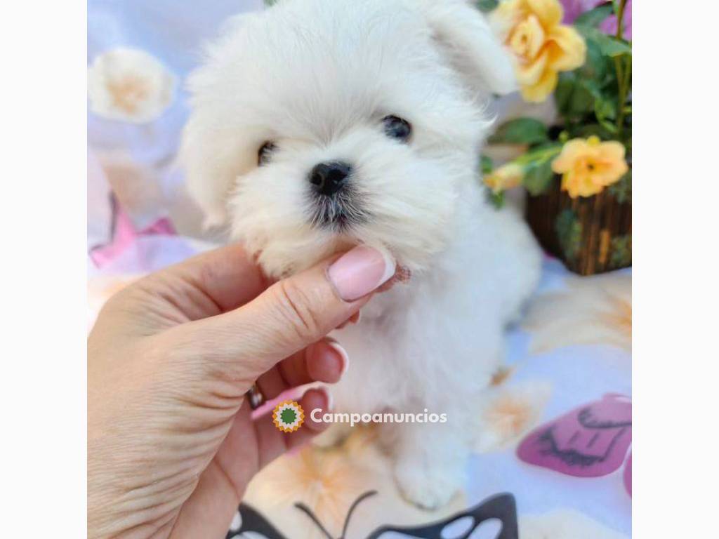 REgalo lindo bichon maltes cachorros wha en Ourense