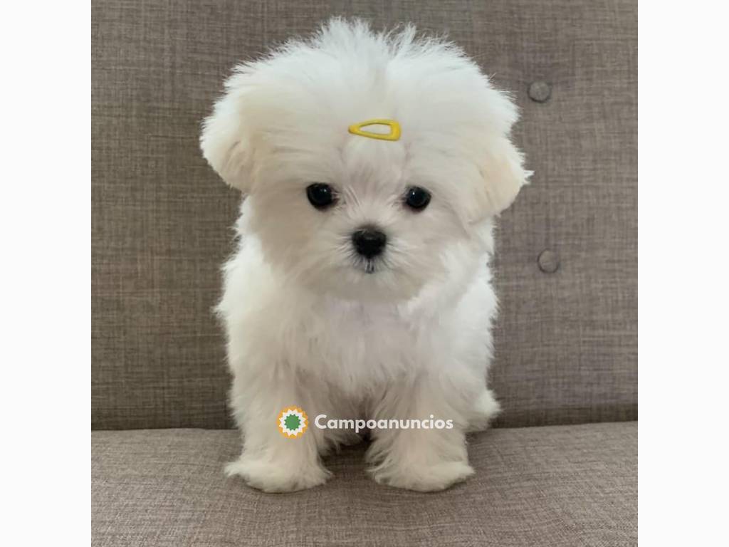 REgalo lindo bichon maltes cachorros wha en Barcelona