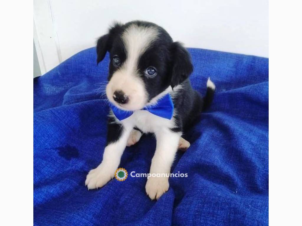 REGALO LINDO BORDER COLLIE CACHORROS  en Ourense