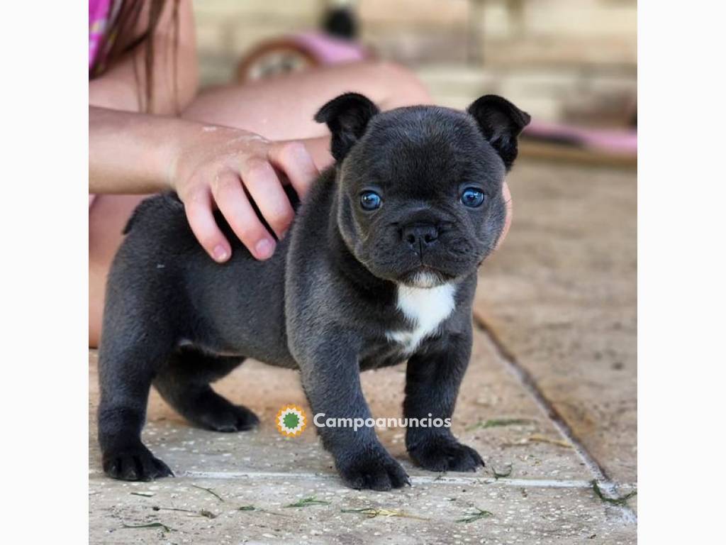   Regalo lindo bulldog frances cachorros en Madrid