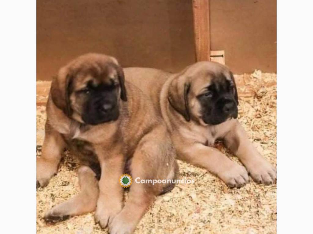 REGALO LINDO BULLMASTIFF CACHORROS  en Ourense