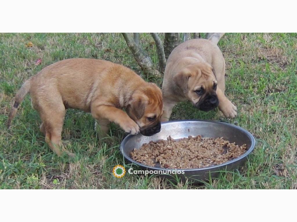 REGALO LINDO BULLMASTIFF CACHORROS  en Tenerife