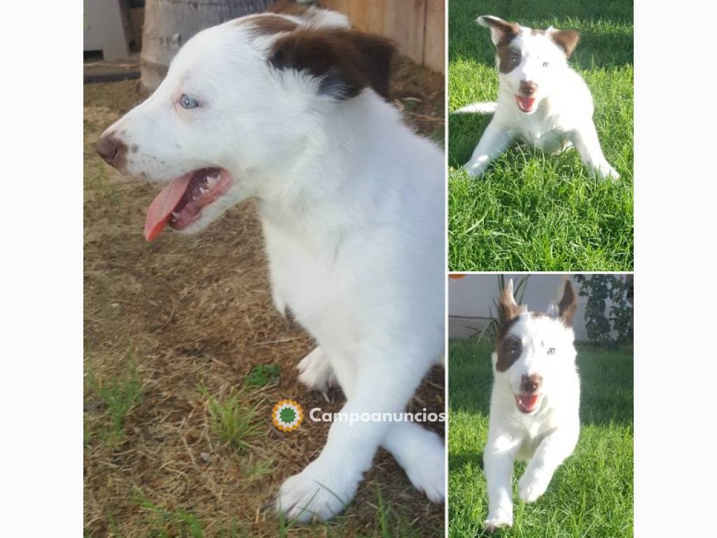 regalo lindo Cachorros de Border collie en Toledo