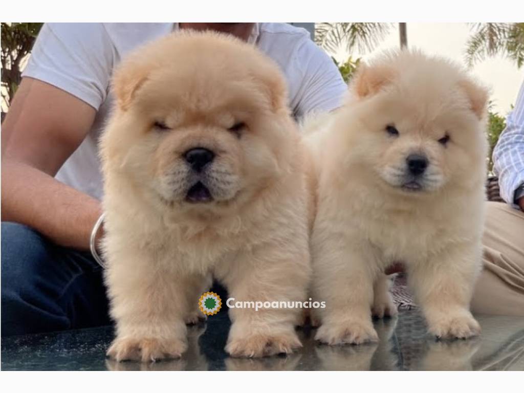 REGALO LINDO CHOW CHOW CACHORROS  en Ourense