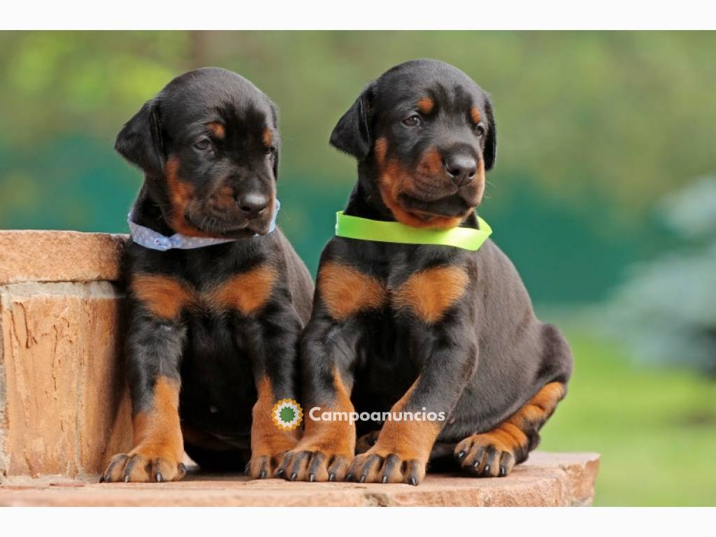 REGALO LINDO DOBERMAN CACHORROS  en Ourense