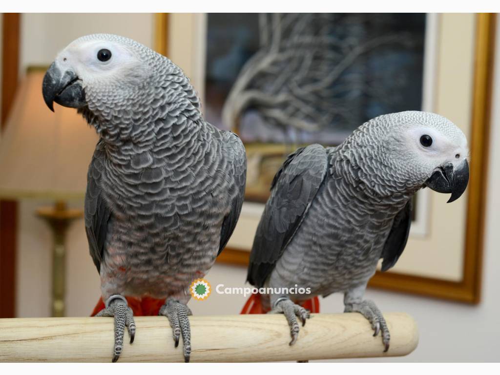 REGALO LINDO LOROS YACOS PAPILLIEROS COL en Tenerife